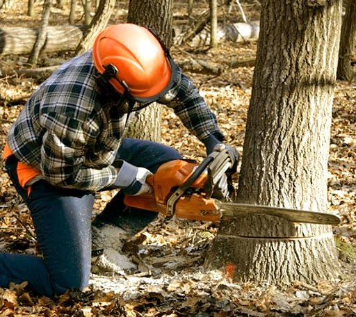 Tree Removal in Gilman, CT